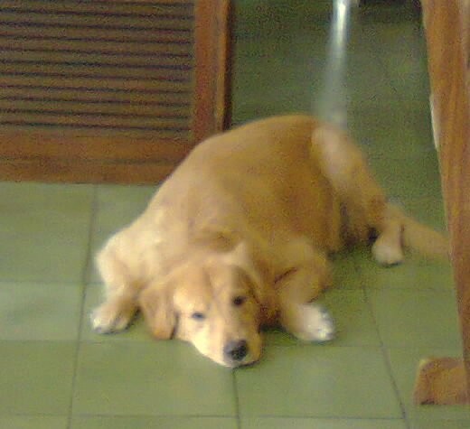 este es sam un golden retriever jugueton amable y cariñoso